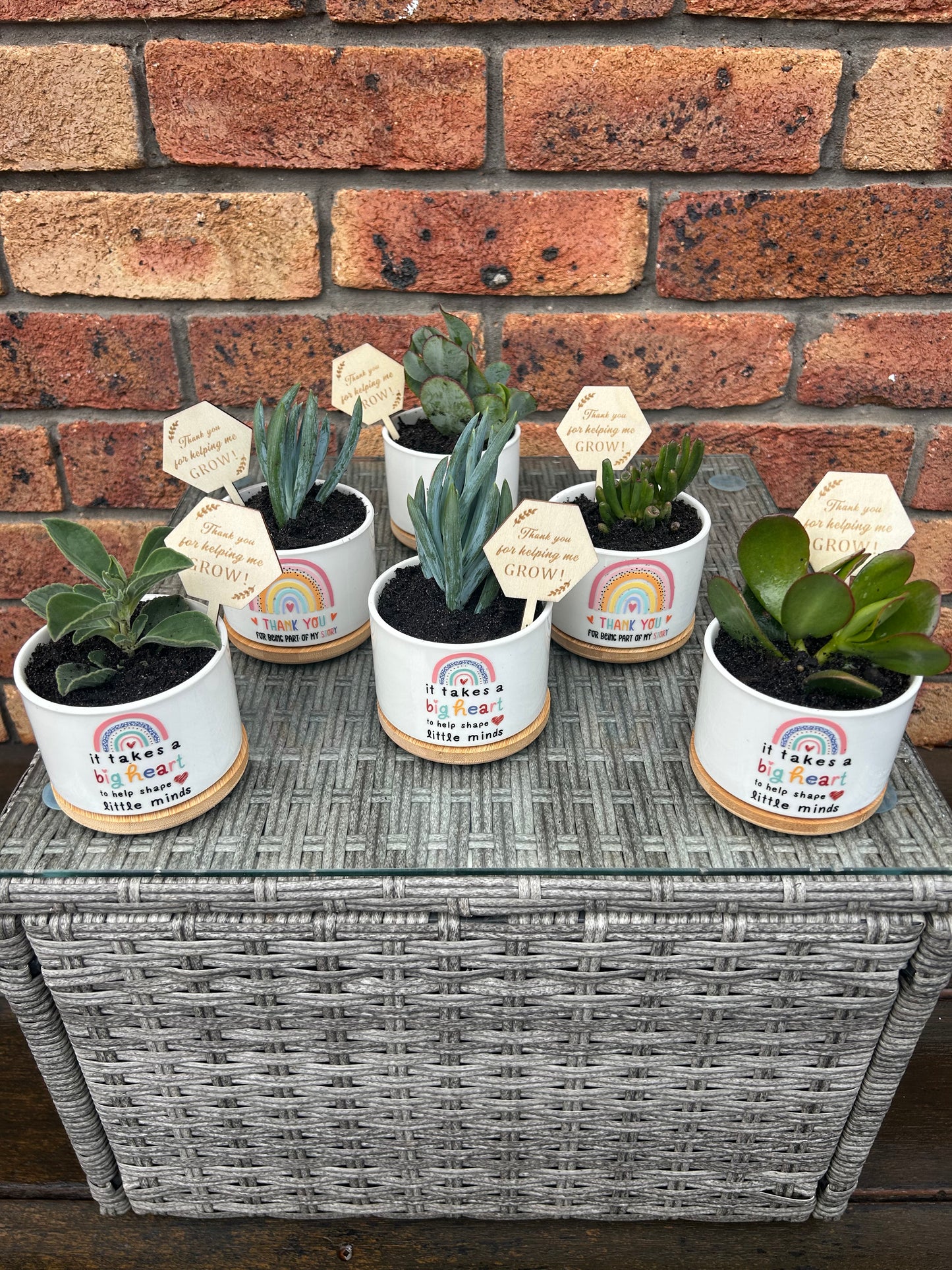 Succulent Gifts