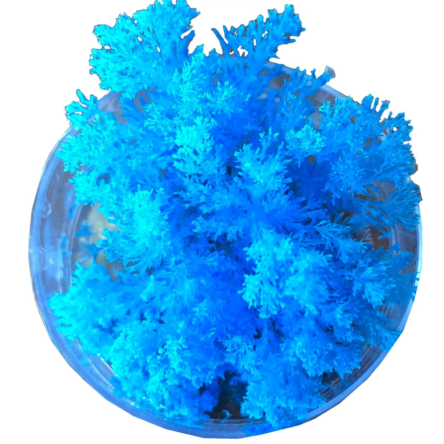 Coral Reef Magic Rock